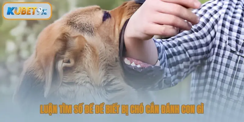Luận tìm số đề để biết bị chó cắn đánh con gì